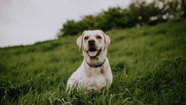 Pet Owners Pray to Saint Lazarus, Seek Divine Intervention To Cure Dogs At This Festival in Nicaragua