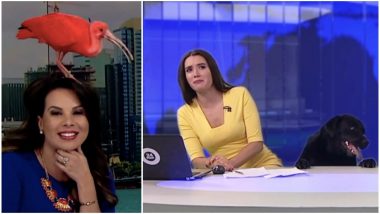 Bird Lands on News Anchor's Head During Live Broadcast, Reminds us of These Videos Where News Presentators Remained Calm