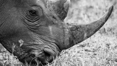 World's Last Male Northern White Rhino, Sudan, Dies