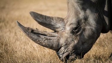 World's Last Male Northern White Rhino Severely Ill