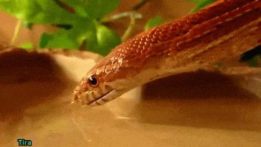 Video of a Snake Drinking Water Goes Viral, Twitterati Could Not Think of Snakes Being A Cute Creature