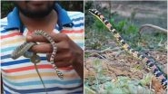 Rare Ornate Flying Snake Rescued in Odisha, See Picture and Know More About The Species