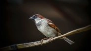 World Sparrow Day 2018: 10 Interesting Facts About The Chirpy Bird Which is on The Verge of Getting Endangered
