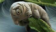 New Species of Tardigrade Found In Japan: Earth’s Smallest Animal Discovered At A Parking Lot In Tsuruoka