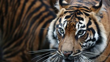 Endangered Sumatran Tiger Killed by Indonesian Villagers Fearing it to be a Supernatural 'Shapeshifter'