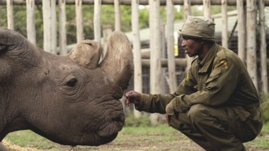 Sudan Passes Away; World’s Last Male Northern White Rhino Was Euthanized