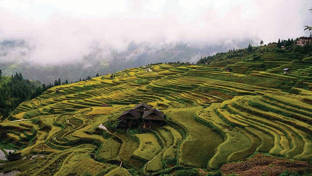 Jiabang rice terrace looks fairyland like, fully covered in mist and clouds every morning Jiabang rice terrace looks fairyland like, fully covered in mist and clouds every morning