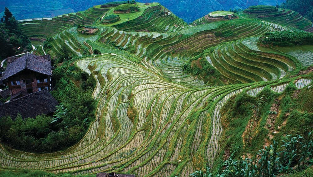 Longsheng rice is also the Longji rice terrace are built alongside a riverside to a mountain top, painting a scenic view for visitors. Longsheng rice is also the Longji rice terrace are built alongside a riverside to a mountain top, painting a scenic view for visitors.