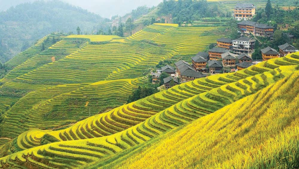 Longji Rice Terrace is called Dragon’s backbone because the shape resembles dragon’s scales. Longji Rice Terrace is called Dragon’s backbone because the shape resembles dragon’s scales.