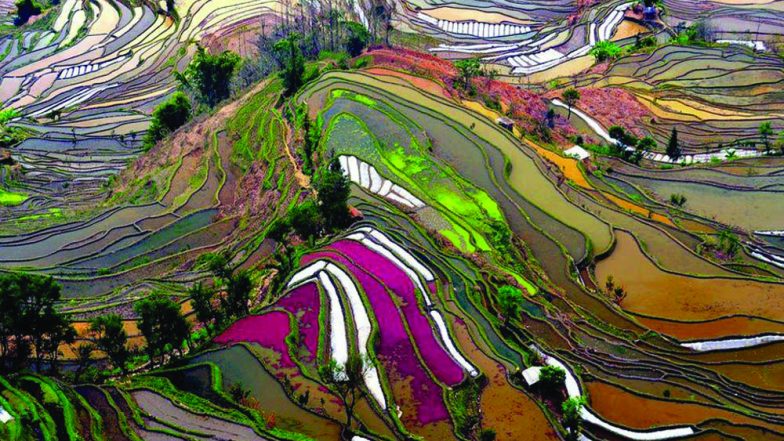 Rice Terraces in China are Nature's Beautiful Paintings, View Pics