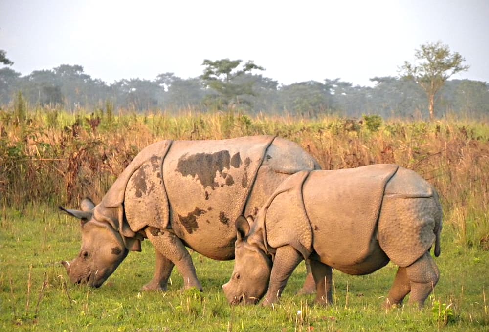 manas-wildlife-sanctuary-in-assam-year-of-inscription-1985-world