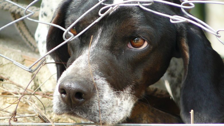 Animal Cruelty: Modi Govt May Remove Low Penalty of Rs 50 For Torturing Animals, Bring Stricter Law