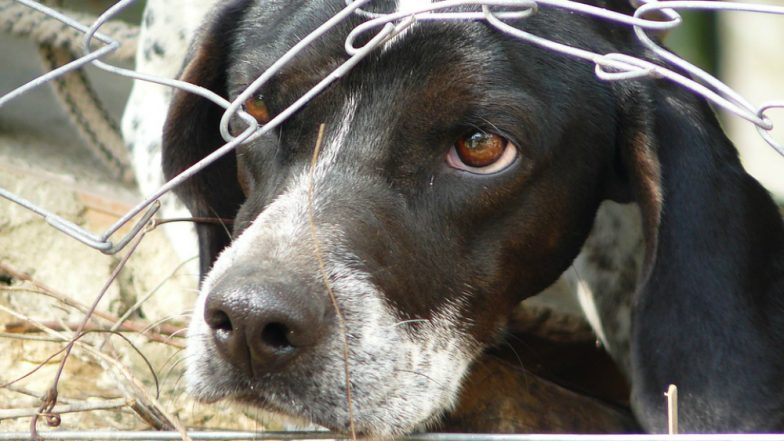 Noida Horror: Man Brutally Beats a 10-Month-Old Labrador Puppy For Not Following His Instructions