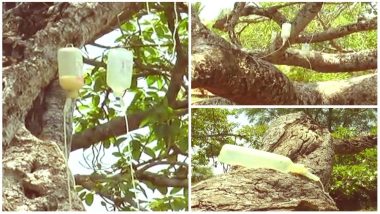 700-year-old Tree in Telangana on Saline-Drip: World's Second Largest Banyan Tree in Revival Mode