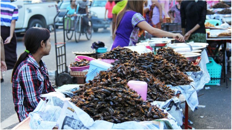China is Breeding Billions of ‘Super Cockroaches’ Using AI Software to Produce Medicine, Experts Fear a Catastrophe
