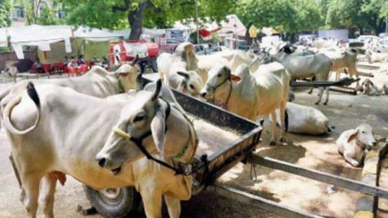 Pregnant Cow, Rescued After Accident in Faridabad, Dies; 70 KG Garbage Including Plastic, Glass, Iron Materials Removed From Its Body