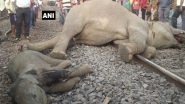 Four Elephants killed by Speedy Train in Odisha