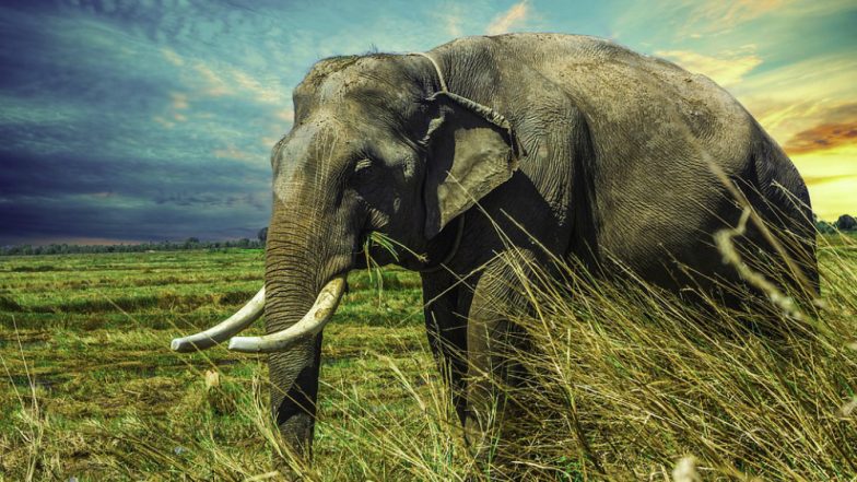 Babu, an Asian Elephant, Struggles to Eat in China