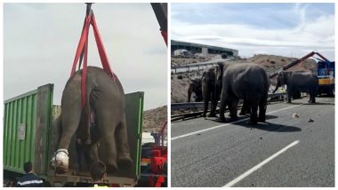 Circus Elephant Dies As Truck Overturns On Spanish Motorway, Heart-rending Rescue Video Goes Viral