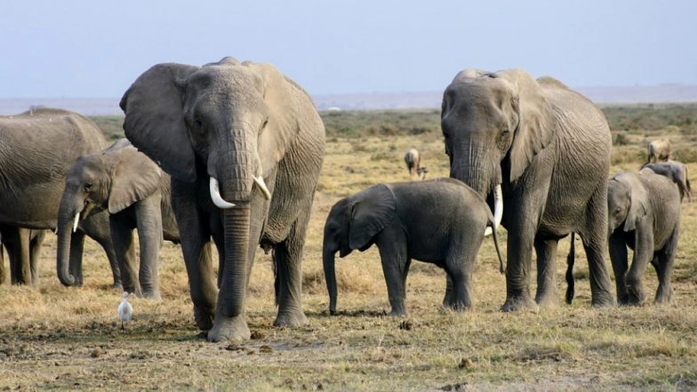 Elephant 'Osama Laden' Dies! Rogue Animal From Assam Who Killed 5 People Passes Away in Captivity