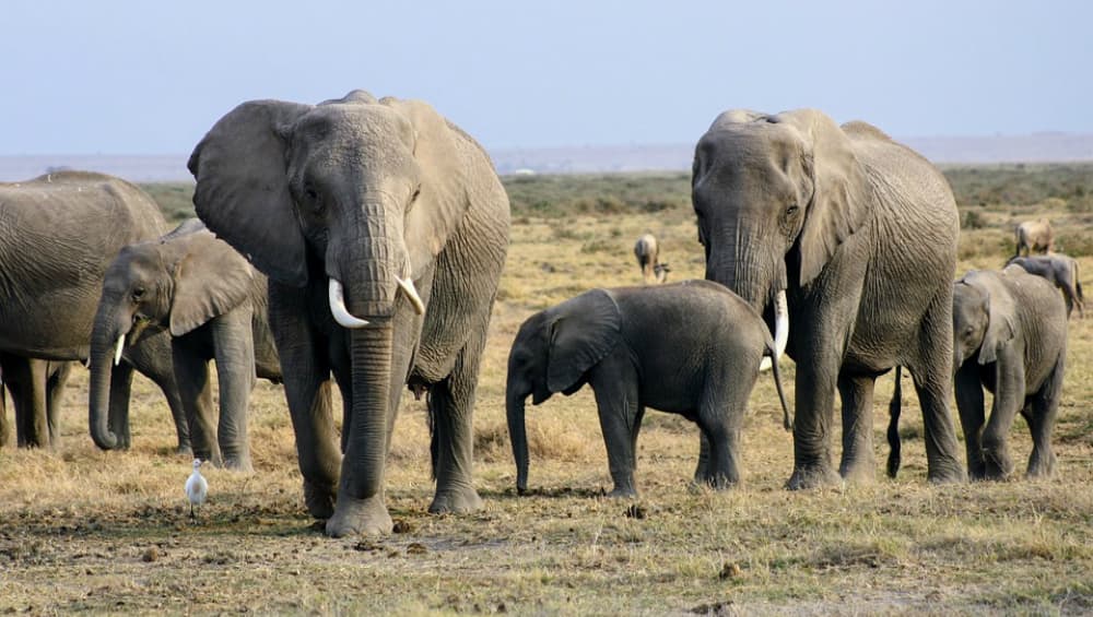 Elephant 'Osama Laden' Dies! Rogue Animal From Assam Who Killed 5 People Passes Away in Captivity Elephant 'Osama Laden' Dies! Rogue Animal From Assam Who Killed 5 People Passes Away in Captivity