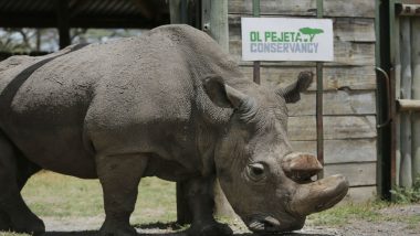 Female Rhino Shifted to New Area Inside Dudhwa National Park