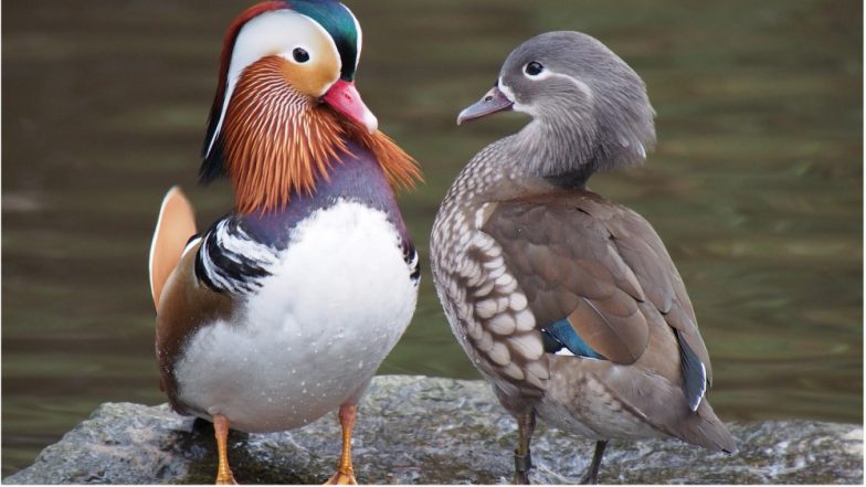Having Big Genitals is Not Always Beneficial: Can Spell Evolutionary Disaster, Say Paleobiologists