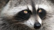 'Zombie&rsquo; Raccoons Are Terrorising Ohio Residents, Authorities Suspect They Are Suffering From Distemper