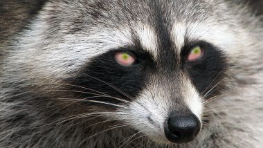 'Zombie’ Raccoons Are Terrorising Ohio Residents, Authorities Suspect They Are Suffering From Distemper