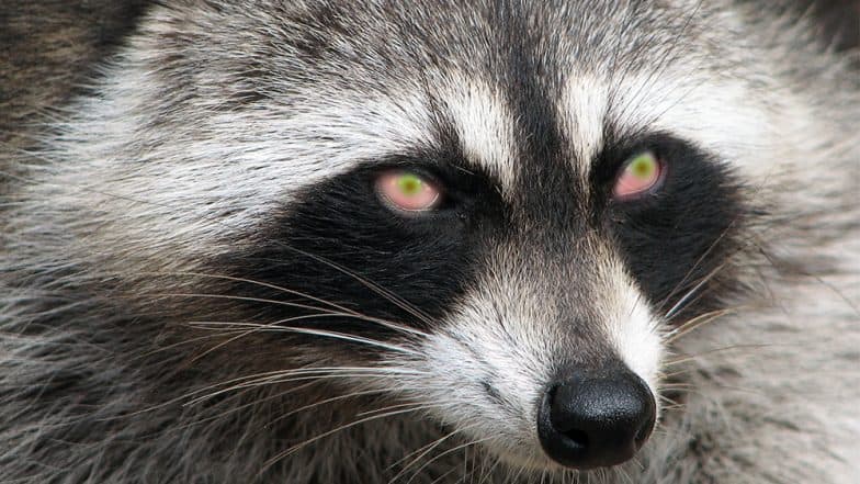 https://st1.latestly.com/wp-content/uploads/2018/04/Raccoon-zombie-784x441.jpg