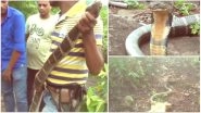 King Cobra, 17-feet-long Found in Odisha: Video of Rare Deadly Snake Warded Off To Nearby Jungle in Mayurbhanj