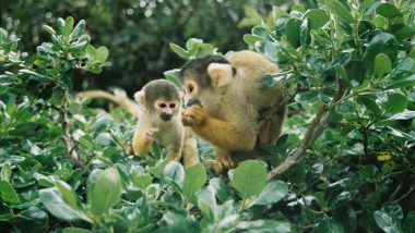 Squirrel Monkeys at New Zealand's Wellington Zoo Fight Thieves Who Tried to Steal Them