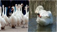 Stratford Swan Parade: 21 Swans Walk into the Avon River Announcing the Arrival of Spring Season, Watch Video