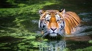Tiger Presence in Goa's Mhadei Forests Confirmed in Ongoing Census; Nature Lovers Upbeat