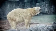 World's Only Polar Bear Born in Tropics Dies in Singapore Zoo
