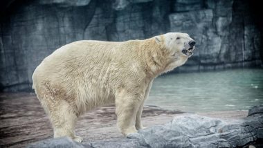 World's Only Polar Bear Born in Tropics Dies in Singapore Zoo