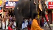 60-Year-Old Man Trample to Death by Wild Elephants in Jharkhand