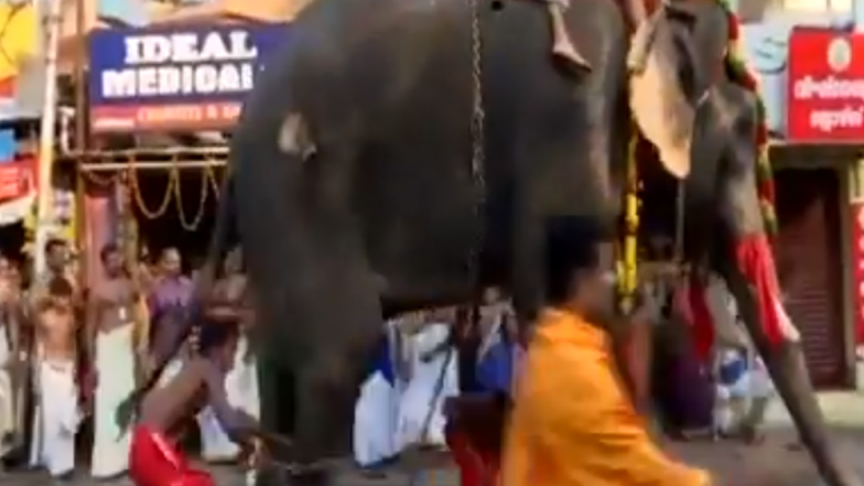 60-Year-Old Man Trample to Death by Wild Elephants in Jharkhand