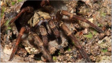 World’s Oldest Spider Dies at Age 43 in Australia; A Trapdoor Killed After a Wasp Attack