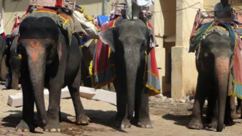 PETA Moves Court Seeking Ban on Elephant 'Joy Rides' at Rajasthan's Amer Fort