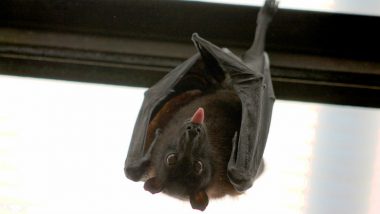 Delhi Has Rare Bat Species, The Asiatic Lesser Yellow House Bat was Never Spotted Before in the City