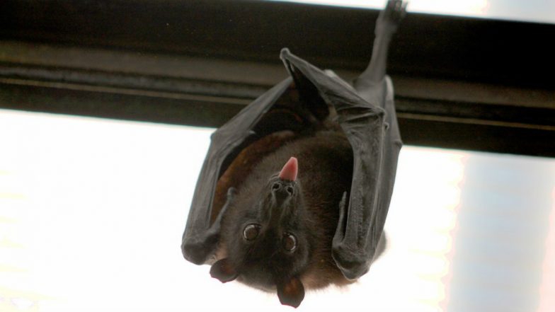 Dead Bats Create Panic in Gorakhpur's Belghat Area in UP