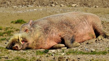 50 Boars Killed in Telangana Because of Threat to Air Force Academy