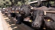 Eid-Ul-Azha 2021: Bombay High Court To Hear Plea Tomorrow Seeking Permission To Sacrifice Water Buffaloes During Bakrid