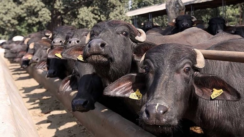 Jharkhand: Two People Lynched for Stealing Buffaloes in Godda District