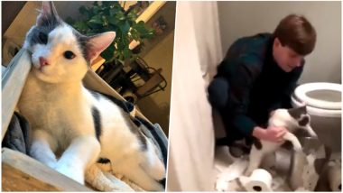 Cat Had to Clean His Own Mess; Twitterati is Delighted with The Pet Parenting Video