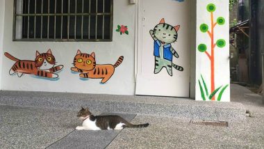 Taiwan has an Entire Cat Village! Know the Story How Cats Reinvented This Deserted Town