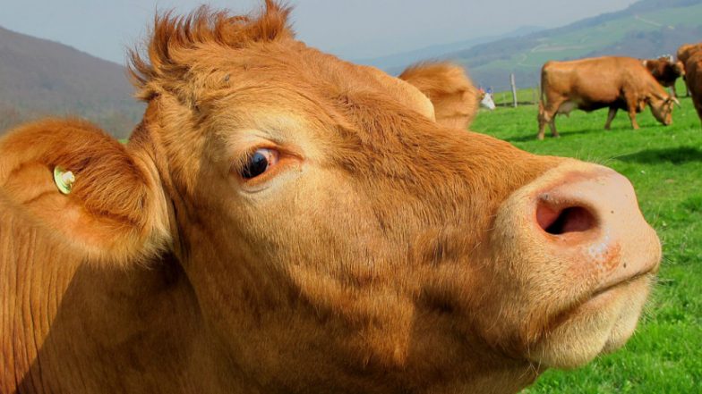 Holy Cow! The Only Large Mammal to Live 200 Years Later Suggests a New Study