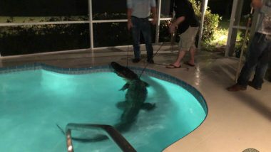 Alligator In Swimming Pool! Video of 11-foot Reptile Emerging From Florida Pool Goes Viral