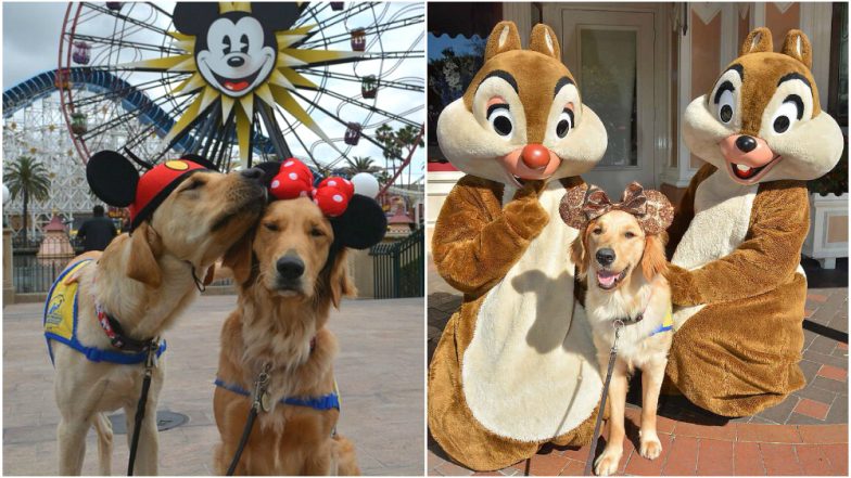 Training Service Dogs Took a Trip to Disneyland and the Pictures are the Cutest Thing You'll see Today